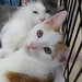 Ginger White Photo 24