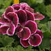 Deborah Oliver Photo 14