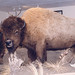 William Hornaday Photo 8