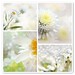 Summer White Photo 20