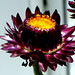 Melissa Combs Photo 34