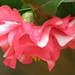 Camelia Sharp Photo 4