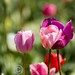 Michelle Woodburn Photo 21