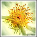 Karen Flowers Photo 23