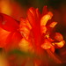 Deborah Burns Photo 12