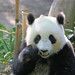 Su Chew Photo 13