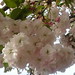 Mercedes Flores Photo 10