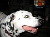 Carol Garrison Photo 20