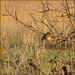 Robbin May Photo 8