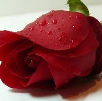 Noor Mohammad Photo 27