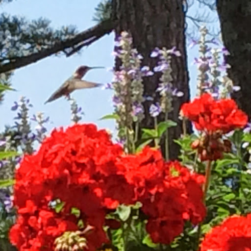Gail Williams Photo 7