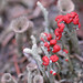 Alfred Hays Photo 6