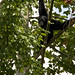 Allen Gibbons Photo 11
