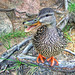 Linda Huff Photo 25