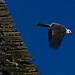 Jay Wolf Photo 22