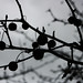 Berry Gray Photo 7