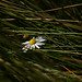 Jeffery Fisher Photo 28