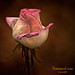 Richard Flora Photo 18