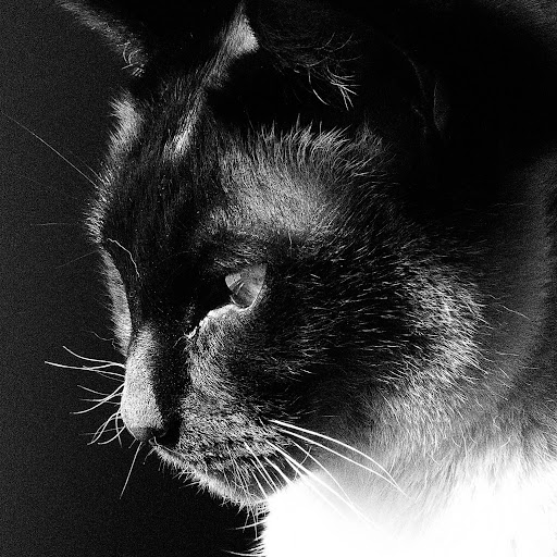 Susan Simeone Photo 12