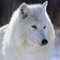 Joy Wolf Photo 8