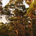 Margaret Forest Photo 9