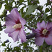 Sharon Donaldson Photo 15