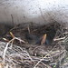 Robin Westmoreland Photo 12