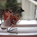 Robin Sill Photo 4
