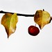 Judith Apple Photo 6