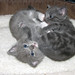 Dottie Gray Photo 32