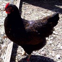 Cheryl Rogers Photo 45