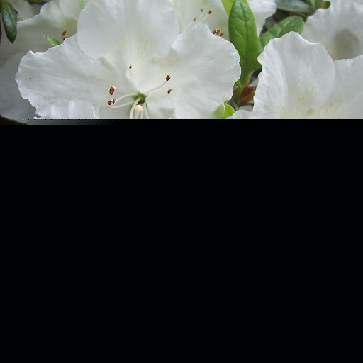 Susan Reynolds Photo 46