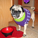 Penny Vest Photo 1