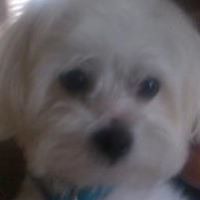 Tracey Pauley Photo 8