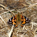 Cynthia Burrow Photo 13