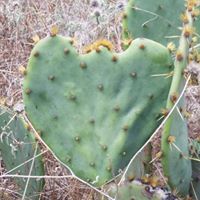Connie Schultz Photo 33