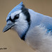 Jay Marsh Photo 8