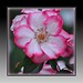 Barbara Donnell Photo 15