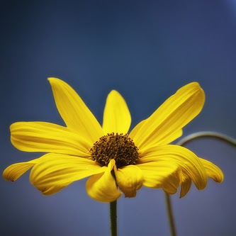 Sukhjit Dhaliwal Photo 6