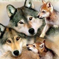 Brenda Wolfe Photo 27