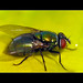 Rickey Green Photo 8