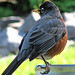 Robin Hess Photo 15