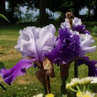 Dianne Parker Photo 40