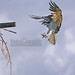 Steven Daugherty Photo 4