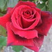 Rosa Williams Photo 17