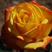 Judy Rose Photo 12