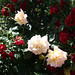 Rose Peterson Photo 28