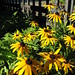 Susan Weston Photo 25