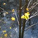 John Olmsted Photo 21