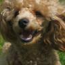Cheryl Ross Photo 15